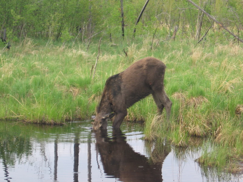 moose 2
