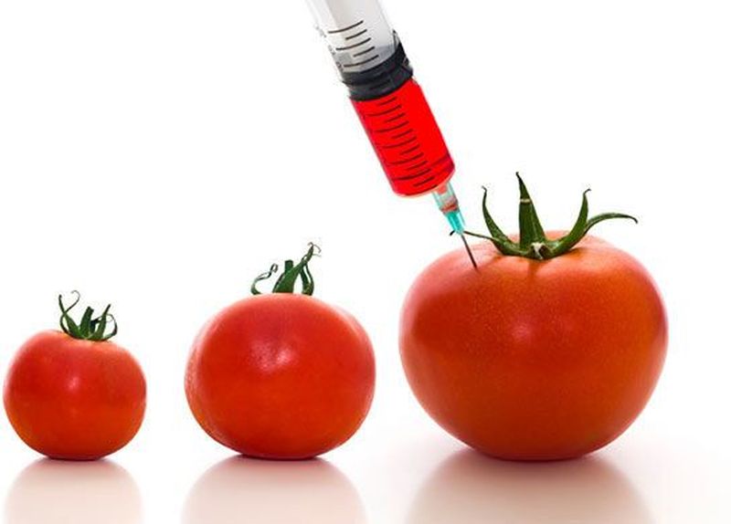 GMO-Tomato