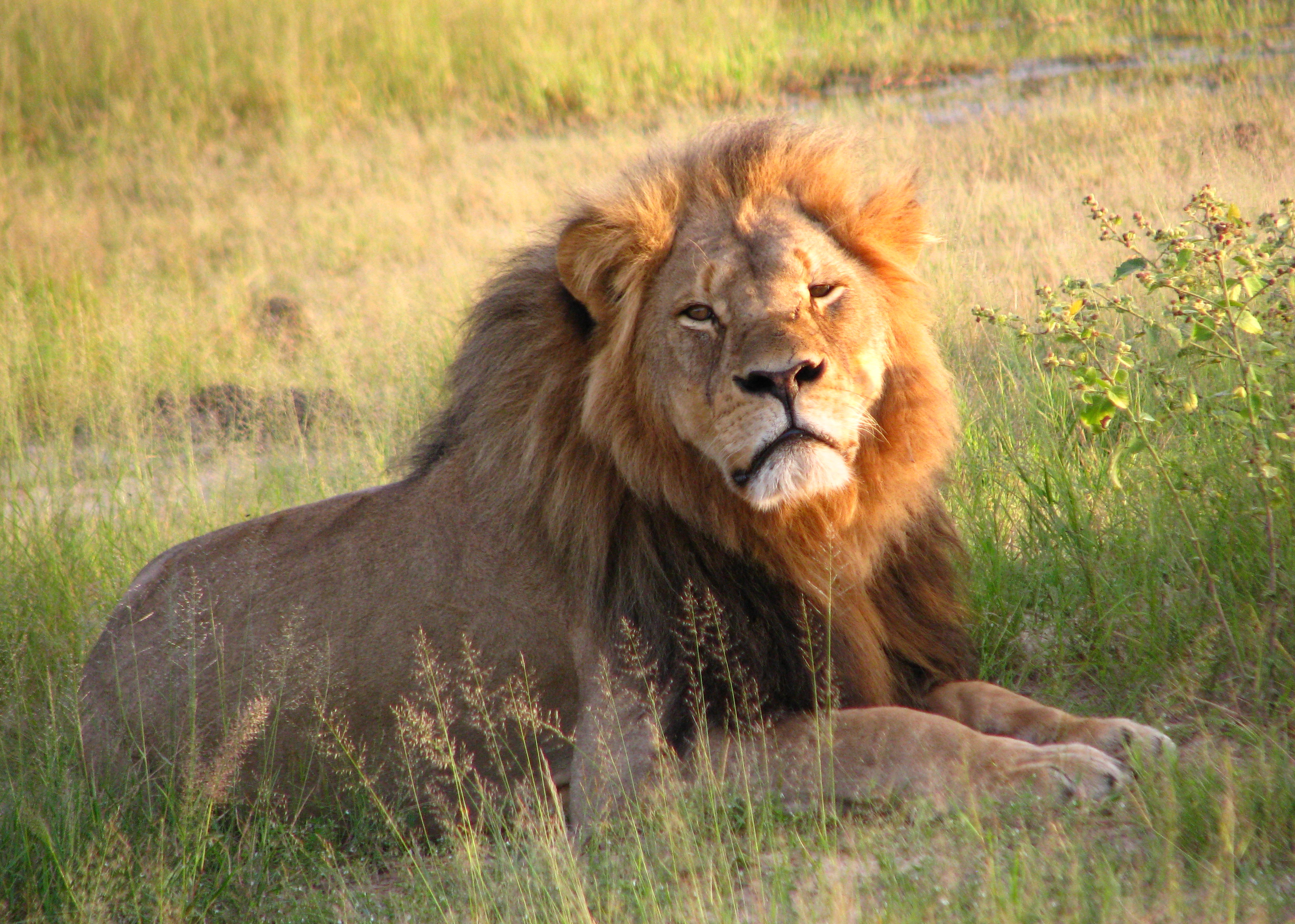 Cecil_the_lion_at_Hwange_National_Park_(4516560206)