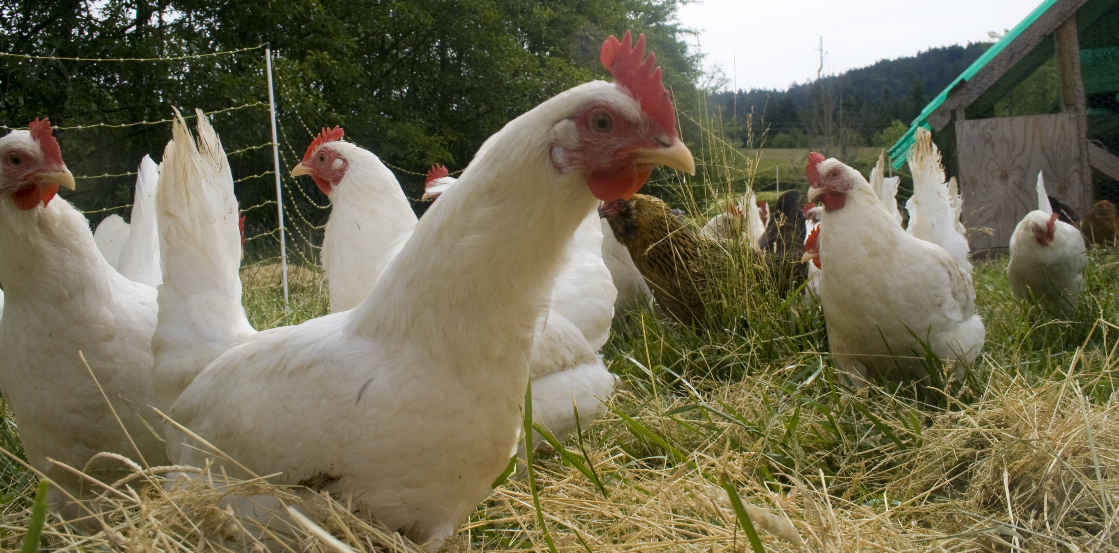 Free_range_chicken_flock-understanding food labels