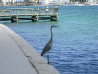 Fishing Docks at Sand Key Park
