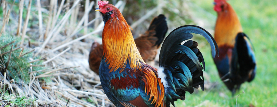Delaware Fun Facts - Blue Hen