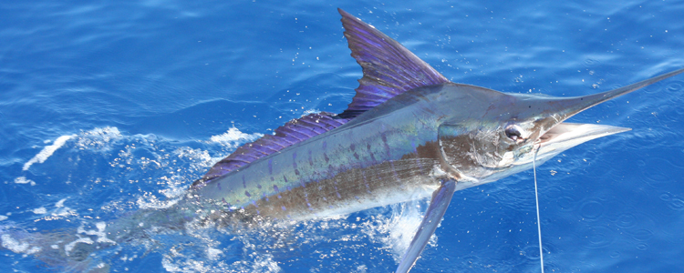 Super Busy Day at the 2020 White Marlin Open - Ocean City MD Fishing