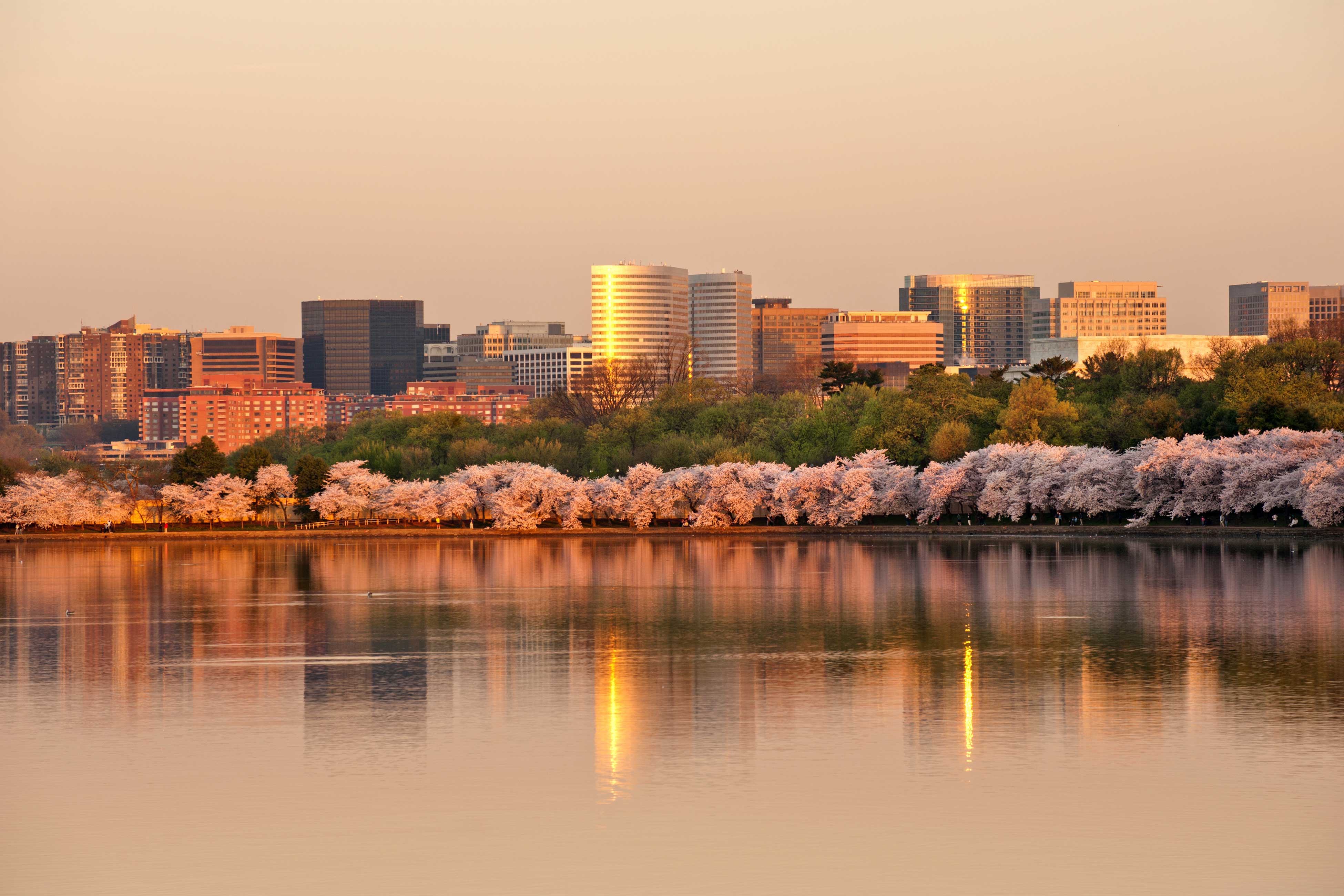Arlington, VA with cherry blossom in sunrise