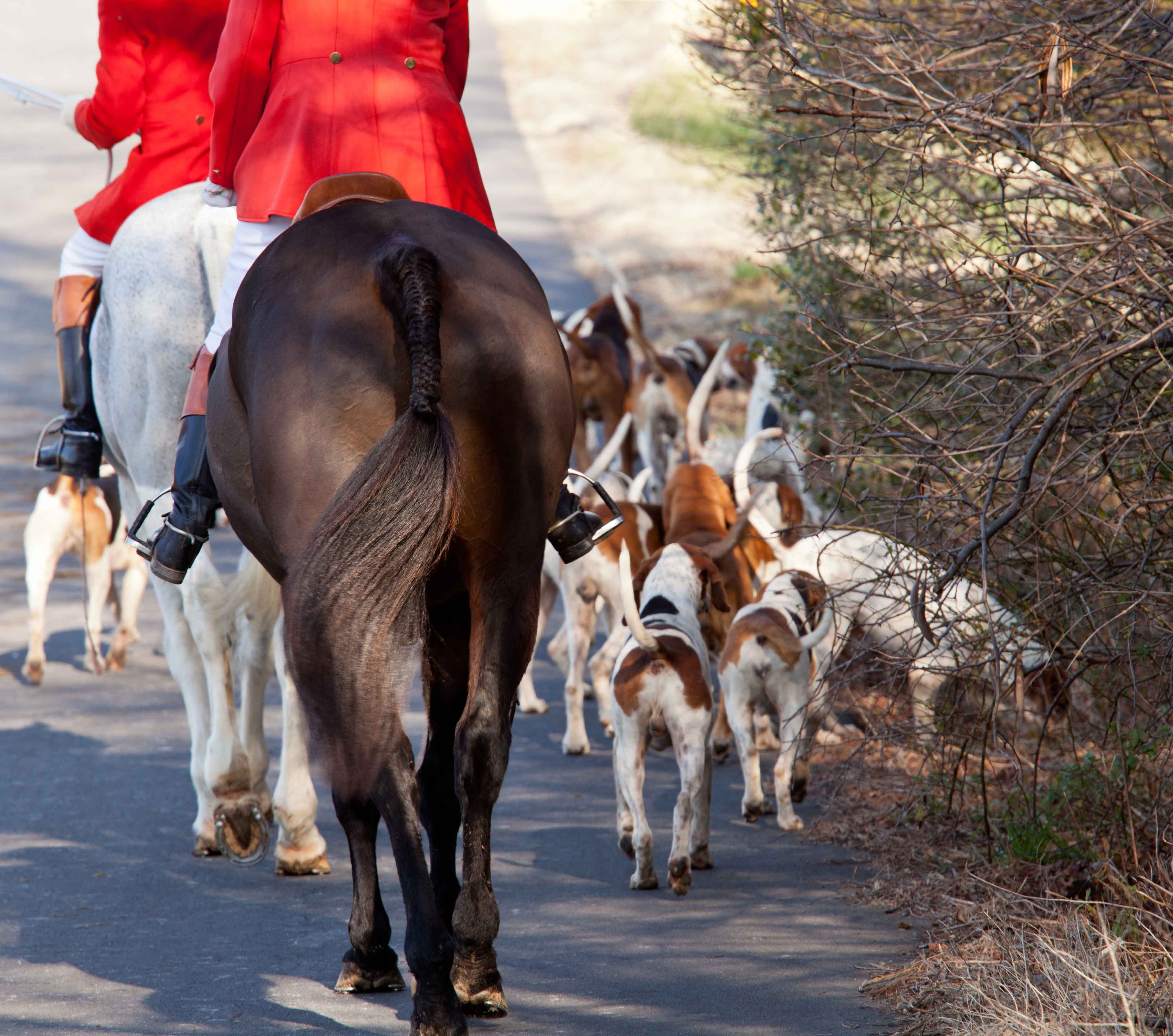 American Foxhounds in Middleburg, VA