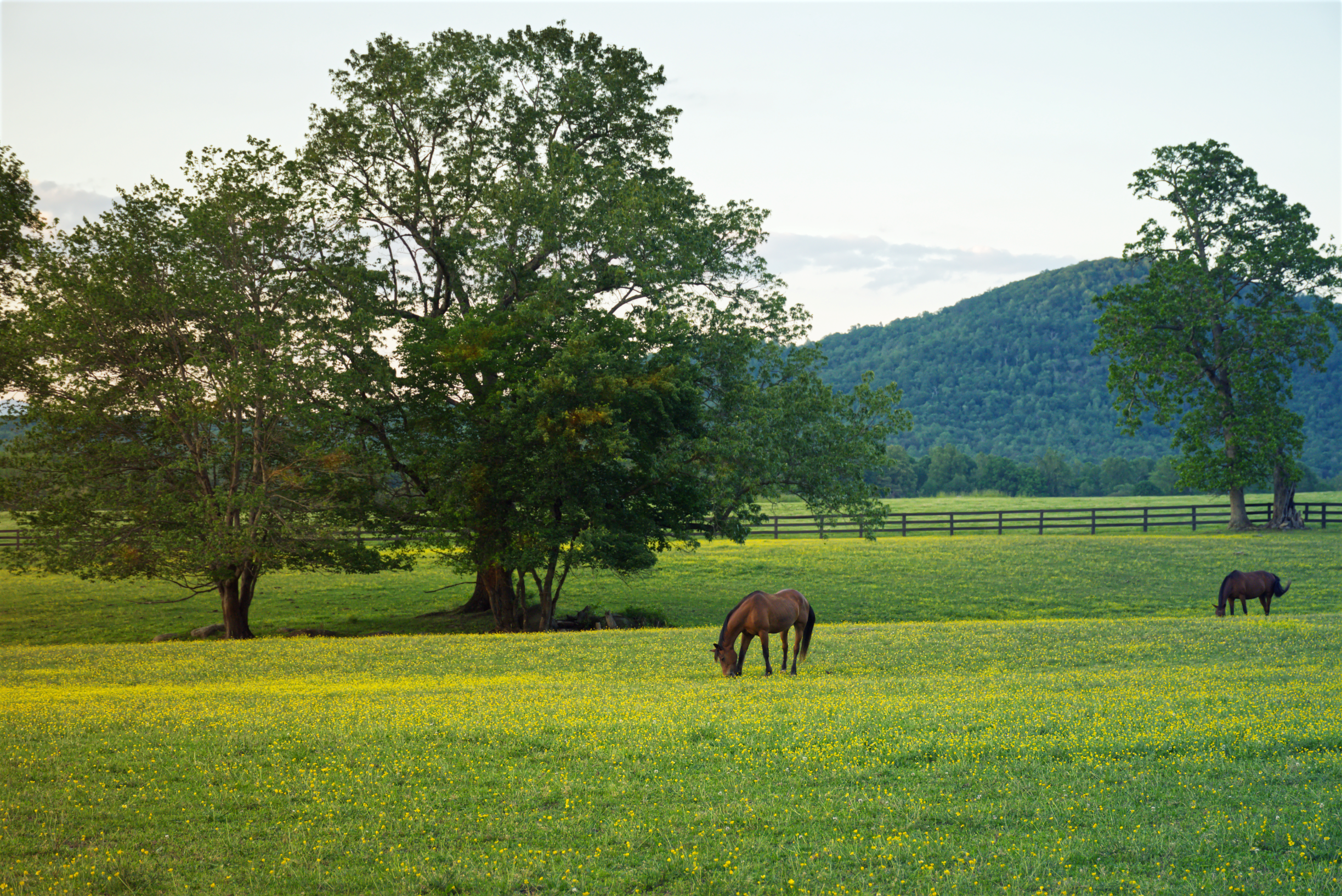 Farm with horses Purcellville, VA