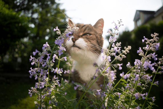 Catnip plant