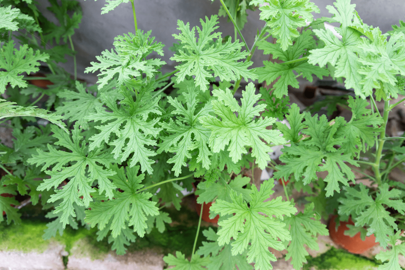 Citronella plant