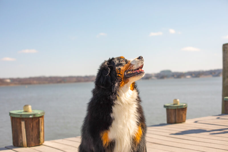 Things to Do With Dogs in Alexandria, VA