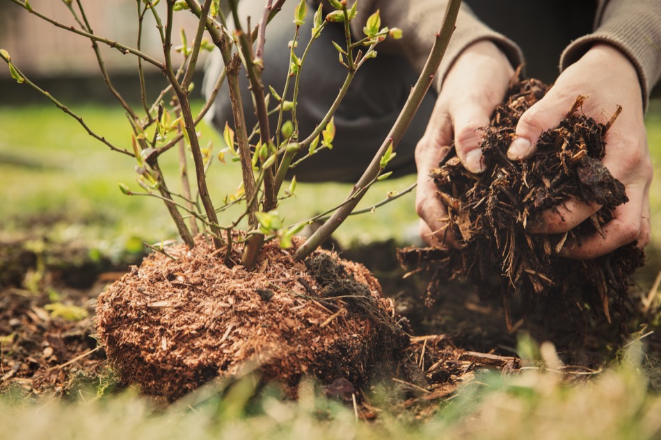 4 Traits to Avoid in Your New Tree