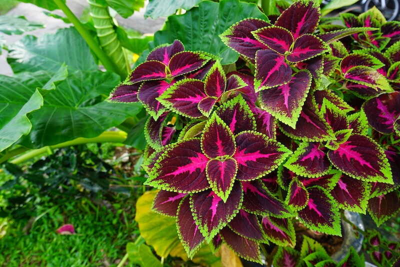 Coleus Plants Thrive in the Summer