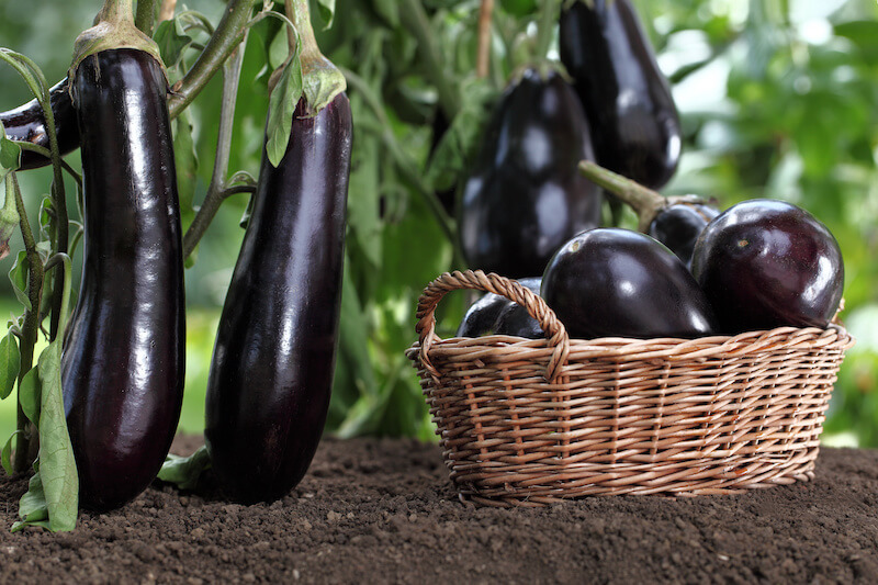 Eggplants Are a Good Summer Vegetable