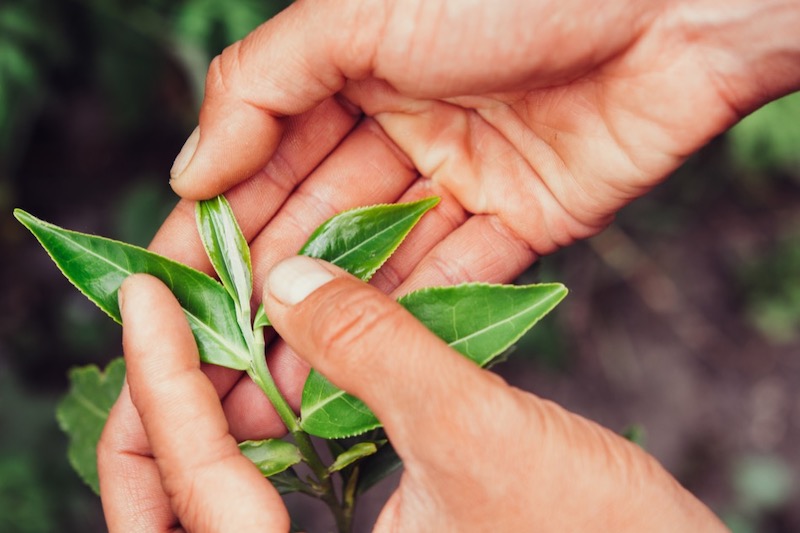 https://assets.site-static.com/userFiles/812/image/growing-tea-at-home.jpg