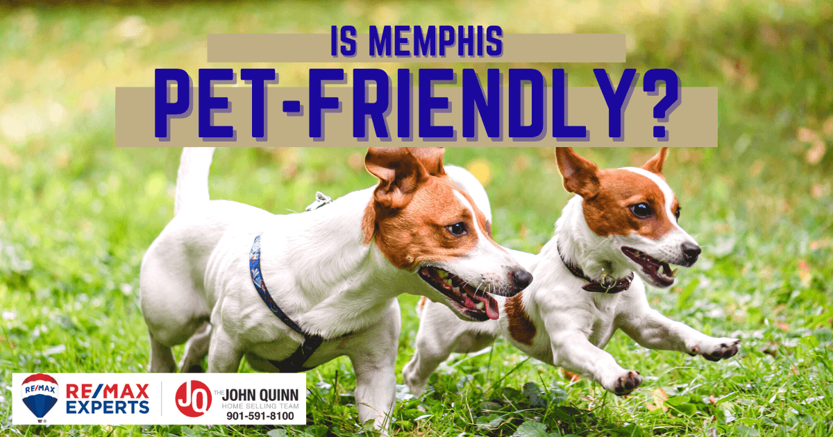 Things to Do With Dogs in Memphis, TN