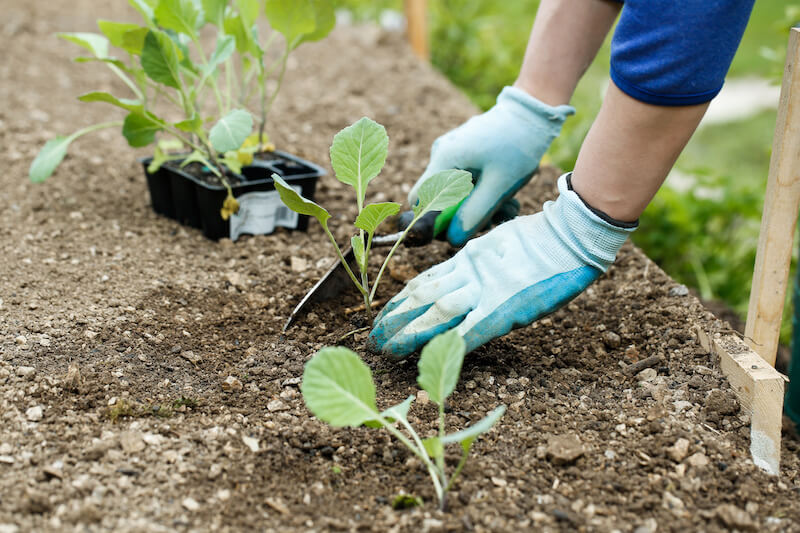 Start Planting Fall Vegetables and Plants