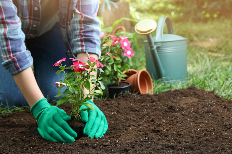 Tips to Get Your Garden Through the Summer