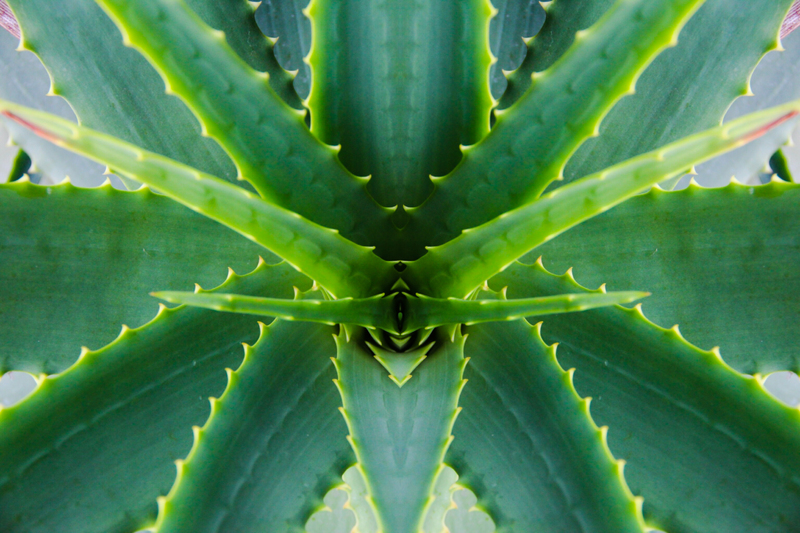 aloe