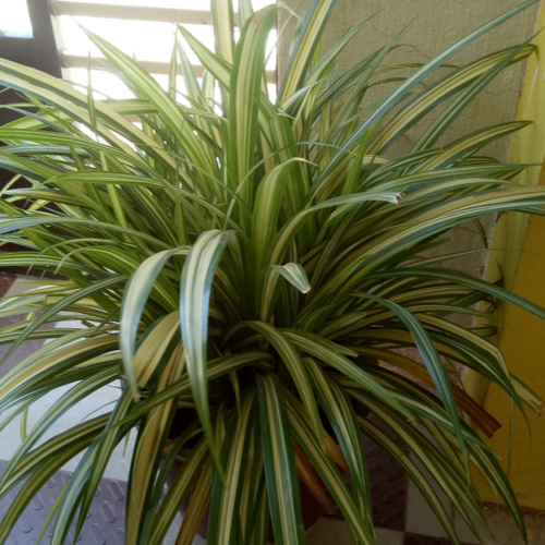 spider plant