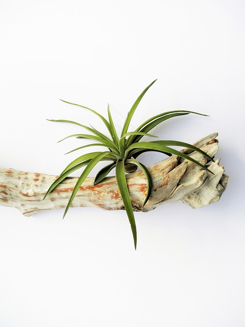 air plant