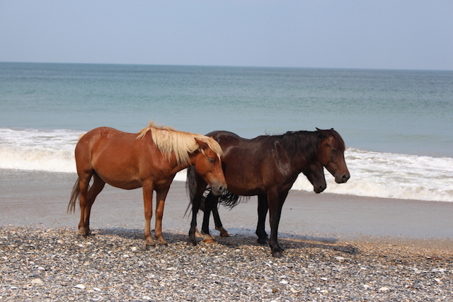 Wild Horses Outer Banks, NC