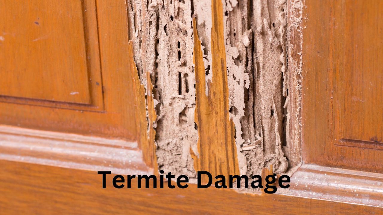 termite damage