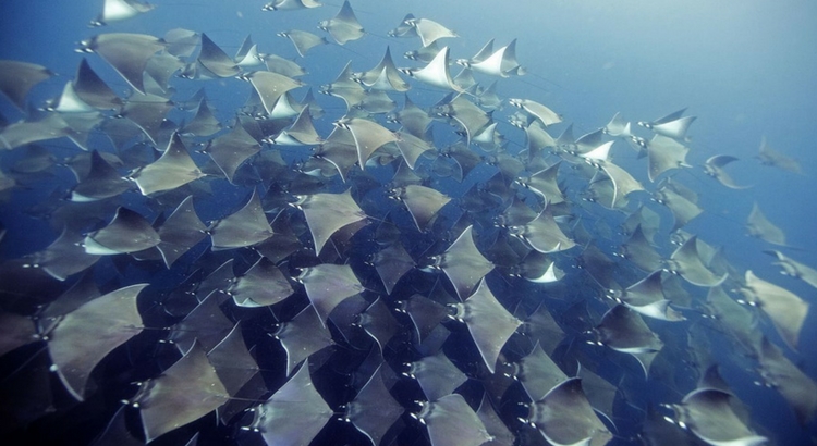 Tropicana Field welcomes cownose stingrays in new touch experience