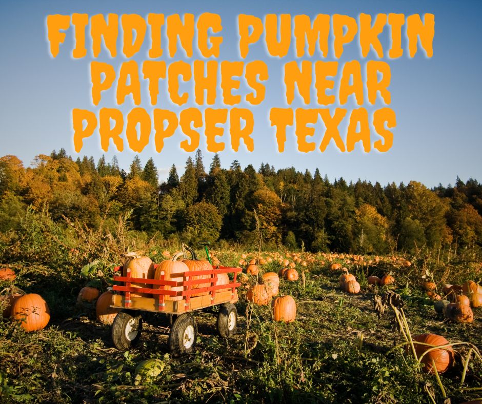Finding Pumpkin Patches Near Propser Texas 