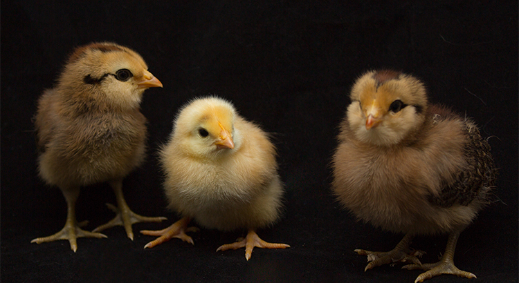 Why All the Chicken Littles Should Calm Down