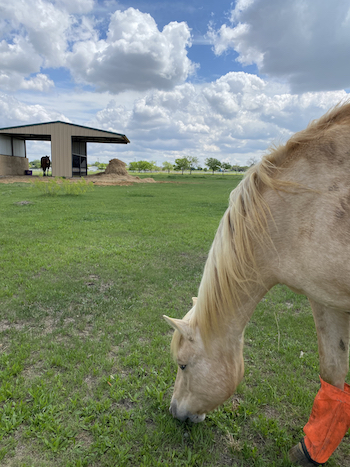 A beautiful horse living in Celina Texas