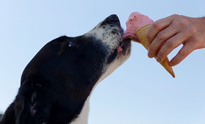 dog sharing ice cream with human