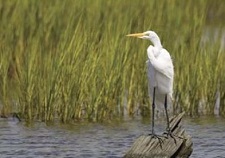 Pawleys Island Real Estate