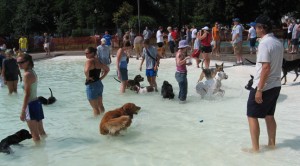 dog paddle