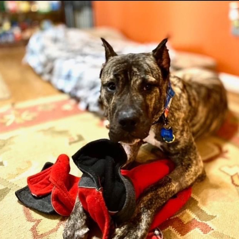 Recommendation Mondays: Kentucky Humane Society