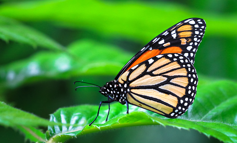 Learn How to Attract Butterflies to Your Yard August 9