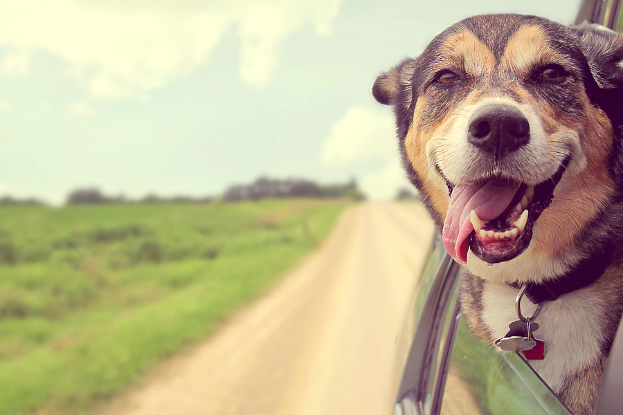 Your Ultimate Guide to Moving with Pets: Ensuring a Smooth Transition for Your Furry Friends